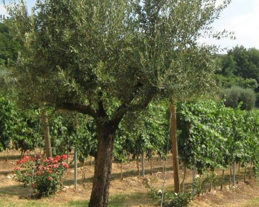 eventi societa agricola mazzi Verona